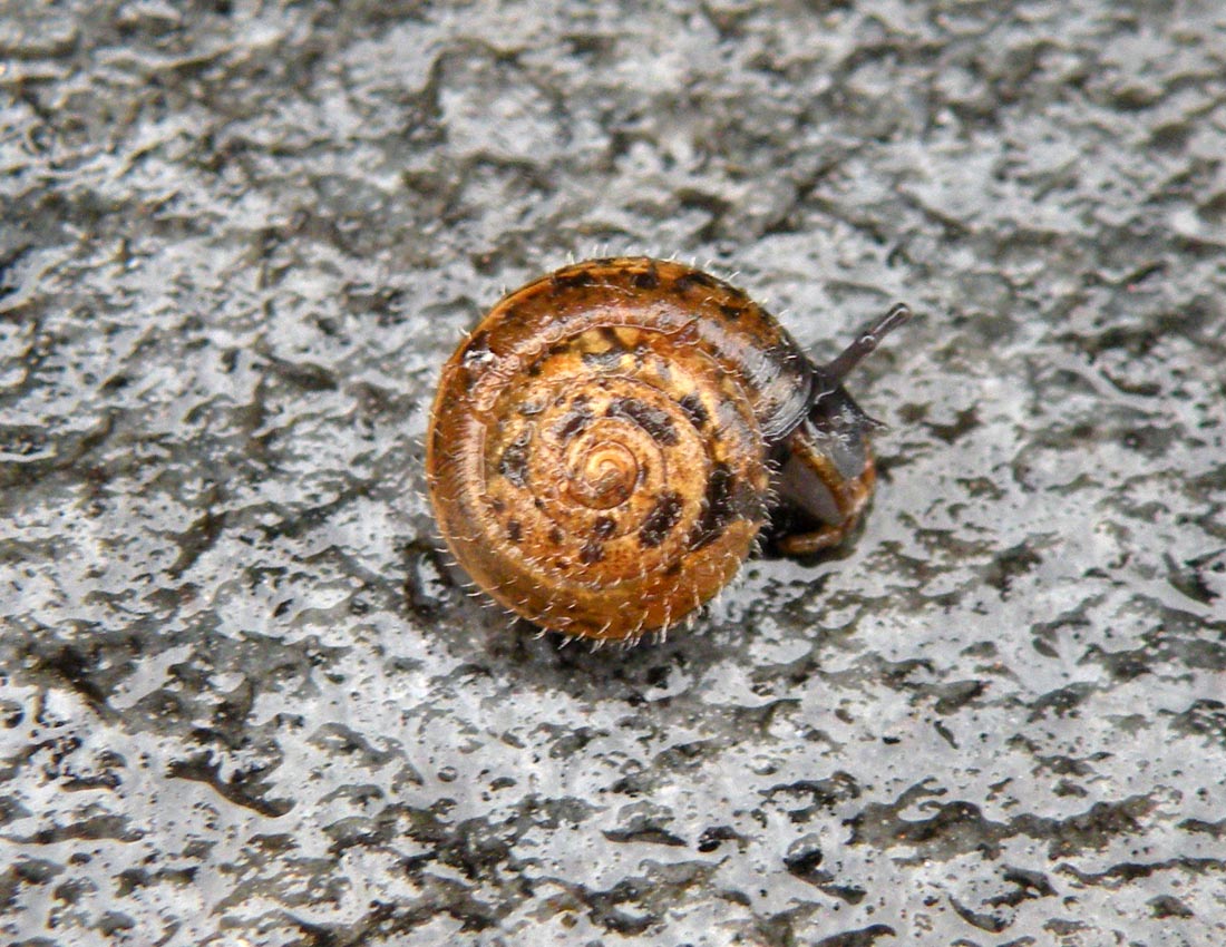 Trichia hispida londinesi?